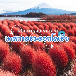 เทศกาลชมดอกโคเชีย ที่ญี่ปุ่น ความงามแปลกตาแห่งฤดูใบไม้ร่วง