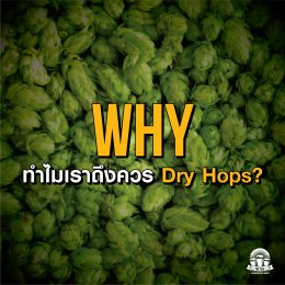 ทำไมต้องดรายฮ็อปส์ ? Dry Hops WHY ? WHAT ? HOW ? Which ?