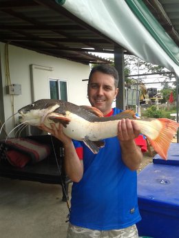 Redtail Catfish