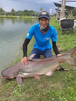 Mekong giant catfish