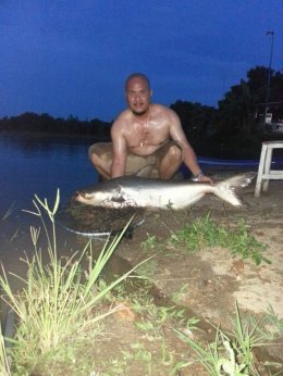 Mekong giant catfish
