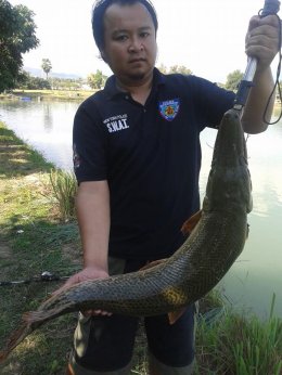 Alligator gar