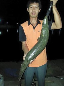 Alligator gar