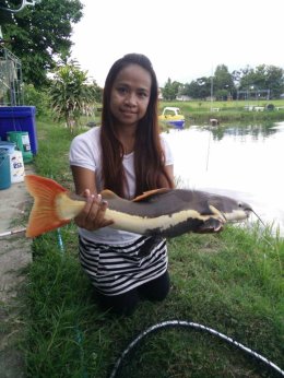 Redtail Catfish