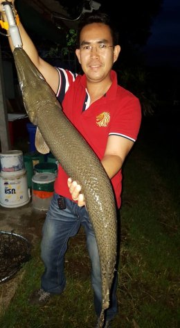 Alligator gar