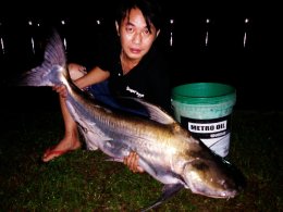 Jaopraya giant catfish