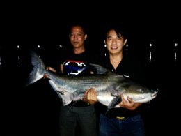 Jaopraya giant catfish