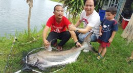 Jaopraya giant catfish