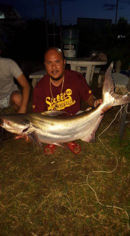Jaopraya giant catfish