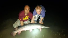Alligator gar