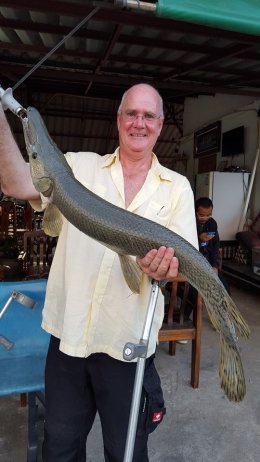Alligator gar