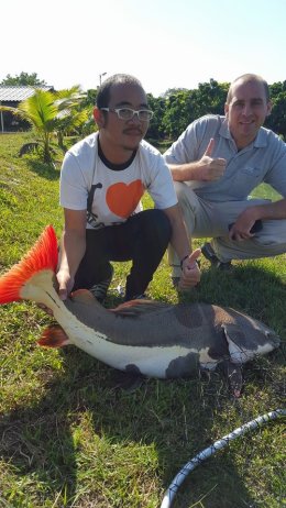 Redtail Catfish