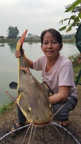 Redtail Catfish
