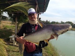Mekong giant catfish