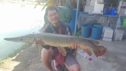 Alligator gar