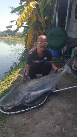 Jaopraya giant catfish