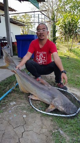Mekong giant catfish