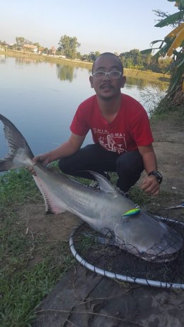 Jaopraya giant catfish