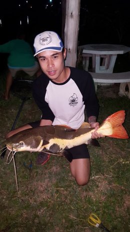 Redtail Catfish