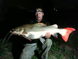 Redtail Catfish