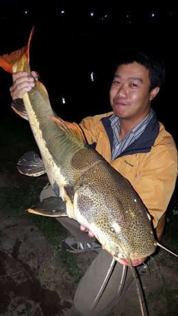 Redtail Catfish
