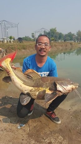Redtail Catfish