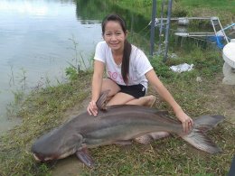 Mekong giant catfish