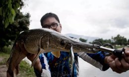 Alligator gar