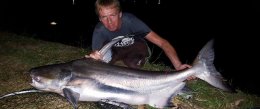 Jaopraya giant catfish