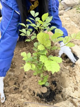 Matsui Eastern (Thailand) Co., Ltd. Participates in the WHA Tree Planting Project