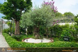 ผลงานบ้าน คุณเดชพล SP-03 (Modern Classic)