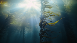 ฮุนไดชวนตั้งชื่อให้ป่า! เปิดตัวแคมเปญ Forests Without Names ปลุกกระแสฟื้นฟูระบบนิเวศใต้ทะเลรับมือโลกร้อน