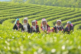 Chui Fong Tea Plantation, Chiangrai 