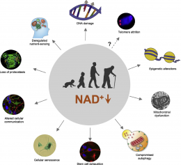 NAD+ หรือ Nicotinamide adenine dinucleotide