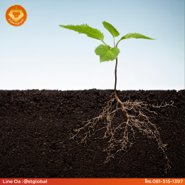 Benefit of Amino Humic is to increase efficiency for soil and fertilizer.