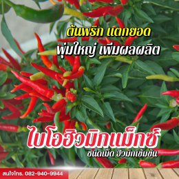 การใช้ไบโอฮิวมิกแม็กซ์ ตราพยัคฆ์เพชร กับการปลูกพริกและผักสวนครัว
