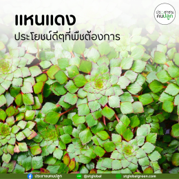 แหนแดง ประโยชน์ดีๆที่พืชต้องการ