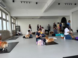 Dog fitness workshop