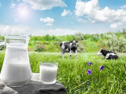 อุตสาหกรรมนมโคไทยบนเส้นทางนมทางเลือก Thailands Dairy Industry and the Shift Toward Alternative Milk