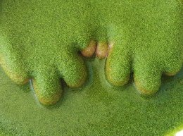 ระบบจัดระดับคุณภาพผำฉะของประเทศไทย เพื่อสร้างความมั่นใจแก่ผู้บริโภค Thailands Quality Grading System for Pham-Cha to Ensure Consumer Confidence