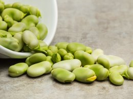 โปรตีนไฮโดรไลเสทจากถั่วปากอ้า:  นวัตกรรมเปปไทด์เพื่อเสริมความแข็งแรงของกระดูกและกล้ามเนื้อ Vicia faba Protein Hydrolysate: Peptide Innovation to Enhance Musculoskeletal Health