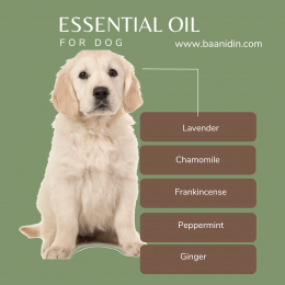 How to use essential oils safely for dogs and cats: