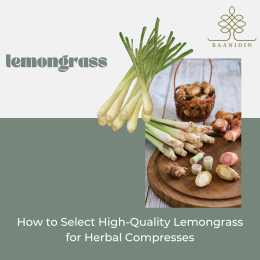 Lemongrass :  A Key Herb in Thai Herbal Compresses