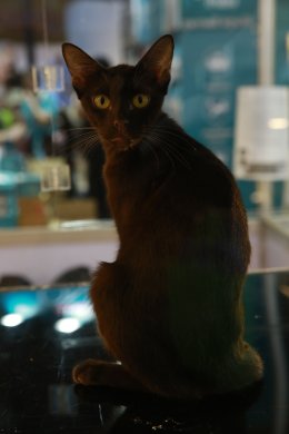 เริ่มแล้ว!!! มหกรรมสำหรับคนรักแมวที่ใหญ่ที่สุดแห่งปี