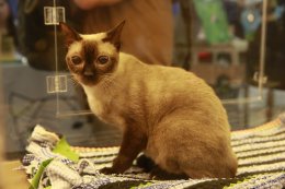 เริ่มแล้ว!!! มหกรรมสำหรับคนรักแมวที่ใหญ่ที่สุดแห่งปี