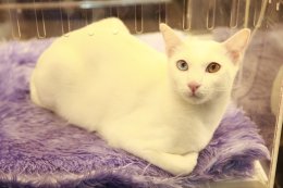 เริ่มแล้ว!!! มหกรรมสำหรับคนรักแมวที่ใหญ่ที่สุดแห่งปี