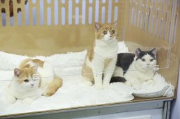 เริ่มแล้ว!!! มหกรรมสำหรับคนรักแมวที่ใหญ่ที่สุดแห่งปี