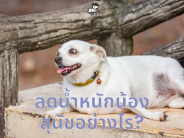 ลดน้ำหนักน้องสุนัขอย่างไร?