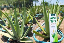 เบื้องหลังความบริสุทธิ์ 99.67% น้ำว่านหางจระเข้ตราเฮ็ลธ์ฟู้ดส์