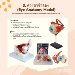 อุปกรณ์เพื่อการเรียนรู้ทางการแพทย์ (Medical Training Equipment)